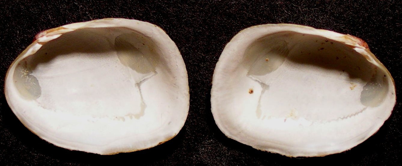 Coralliophaga lithopagella
